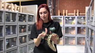 Madagascar Giant Hognose Snake [upl. by Ela701]