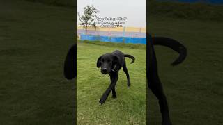 Ollie Our Labrador rescue bebu with Cerebellar Hypoplasia 💕 [upl. by Yeltnarb]