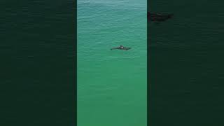 Okaloosa Fishing pier dolphin thief [upl. by Anizor]