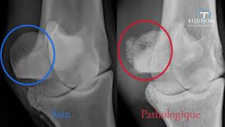 Vétérinaire Desmotomie du ligament annulaire palmaire chez le cheval [upl. by Wehrle]