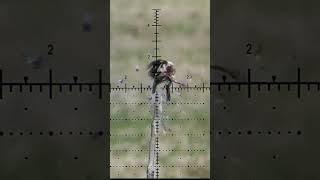 Watch How This Pest Bird Gets Sent Into a Spinning Frenzy with an Airgun Shot [upl. by Clougher641]