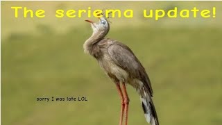 The seriema is here creds to shinygriffin for the background music [upl. by Yenettirb227]