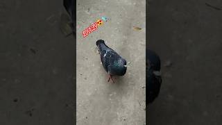 Lovely Pigeon love pigeon shorts ytshorts viralvideo cutepigeon foryou youtubeshorts [upl. by Stortz]