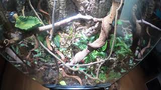 Eurydactylodes vieillardi Gecko Timelapse [upl. by Wanids]