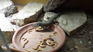 Gallots lizard Gallotia galloti eisentrauti vs mealworms [upl. by Ajin]