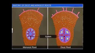 CBSE Class 11 Biology  Anatomy of Dicot and Monocot Roots  By Shiksha House [upl. by Gnaht]