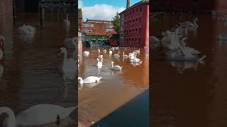 Swans On The River Severn Worcester Worcestershire UK 19th October 2024 4kvideo 4k [upl. by Masao]