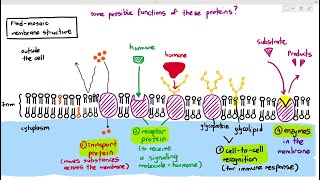 44 Membrane Proteins Receptors Glycoproteins Glycolipids Cambridge AS amp A Level Biology 9700 [upl. by Hardej]