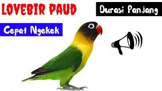 Dijamin Lovbird Baby Langsung Narik Ngekek PanjangMasteran Lovebird Paud Agar Ngekek Panjang mp3 [upl. by Priest]