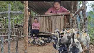 duck coop making process  Lan Diệp [upl. by Hattie]