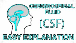 Cerebrospinal Fluid CSF explained in 3 Minutes  Function Composition Circulation [upl. by Fishback399]