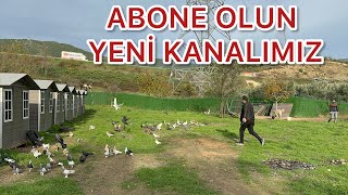 YENİ GELEN İKİ KASA KUŞU UÇURDUK BU KANALIMIZA ABONE OLMAYI UNUTMAYIN [upl. by Adabel]