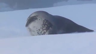 Dancing Weddell seal [upl. by Emilie329]