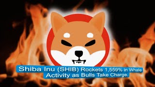 Shiba Inu SHIB Rockets 1559 in Whale Activity as Bulls Take Charge  shibinu cryptocurrency [upl. by Enilamme]