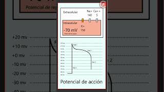 ECG 1  Potencial de acción [upl. by Inilam955]