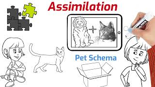 Assimilation vs Accommodation Understanding Cognitive Processes [upl. by Tien577]