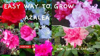 Easy way to grow Azalea from cuttings How to propagate Azalea from cuttings Azalea grow in sand [upl. by Alyssa]