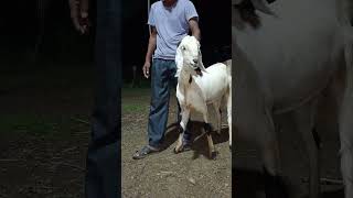 Bakri palan ki jankari hona bahut jaruri hai trending viralvideo facts pets animals sawale [upl. by Lachus]