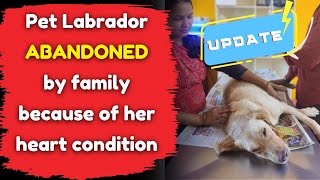 Pet Labrador abandoned by family because of her heart condition [upl. by Shulman]