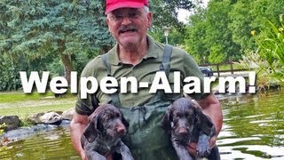 Jagdhunde  WelpenAlarm   Deutsch Drahthaar [upl. by Rainger]