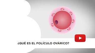 Qué es el folículo ovárico Cuál es su función y cómo se comporta [upl. by Ender]