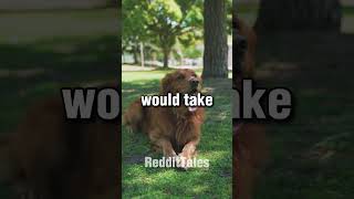 Now You Know Why He’s Our BEST FRIEND 🐶😟 redditstories shorts reddit dogshorts [upl. by Rubma]