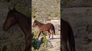 Wild Horse in the morning nature animals wildlife blessedlife [upl. by Mireille438]