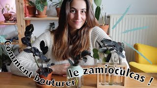 Comment bouturer le zamioculcas ou plante zz [upl. by Achilles]