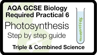 AQA GCSE Biology Required Practical 6 Photosynthesis  Light Intensity amp Rate of Photosynthesis [upl. by Ardnalahs]