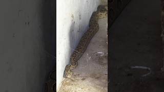 Venomous Indian Russell Viper Snake Rescue 😲 [upl. by Kelci]