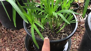 Growing UMBRELLA PAPYRUS collected  Cyperus Alternifolius  Umbrella Palm [upl. by Holtz860]