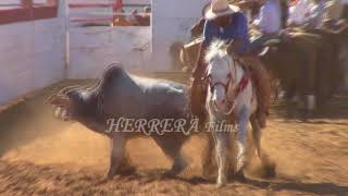 coleadero en rancho el relicario 482017 [upl. by Kannav]