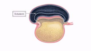 General Embryology  Detailed Animation On Embryonic Folding [upl. by Ztnaj877]