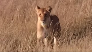 Lioness Protecting Her Cubs from Danger  BBC Earth [upl. by Attenov]