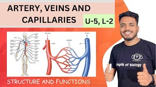 structure and function of artery veins and capillaries  artery veins and capillaries differences [upl. by Arundell]