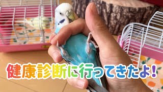 セキセイインコのメルとララ。健康診断に行ってきたよ！Budgerigars taken for a health check [upl. by Bernie]