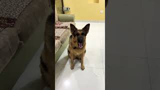 German Shepherd dog barking  Gsd dog barking  dog barking  puppy barking  dog barking sounds [upl. by Conner661]