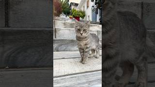 Oggi croccantini per tutti gatti e cani una bella domenica tra i gatti di Delfi storyhunterstv [upl. by Ratib835]