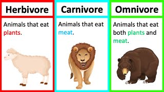 Herbivore Carnivore amp Omnivore  Types of animals  Whats the difference [upl. by Adalheid]