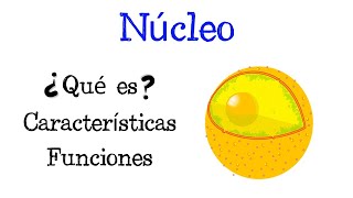 🌐 ¿Qué es el Núcleo 💥 Características y Funciones Fácil y Rápido  BIOLOGÍA [upl. by Aihsotal]