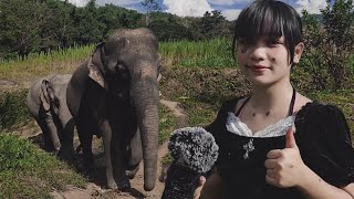 asmr with elephants 🐘 🇹🇭 Chiang Mai Thailand [upl. by Brechtel]