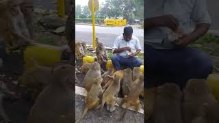 Monkeymonkey bandar funnyanimal cute funny funnymonkey trending viralshort [upl. by Haleemak879]