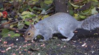 Squirrel burying nuts HD [upl. by Lula106]