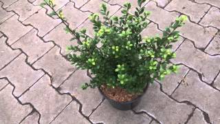 Ilex crenata Dark Green [upl. by Imuya177]