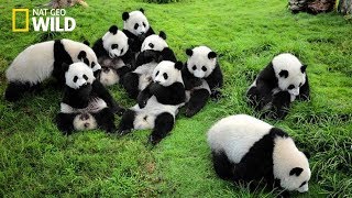 Life of Rare Panda – National Geographic And Wildlife Animal Documentary [upl. by Moguel368]