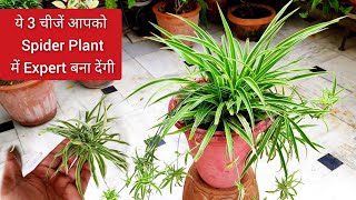 यह 3 चीजें आपको spider plant expert बना देंगी Simple 3 spider plant grow care fertilizer tips [upl. by Fagan]