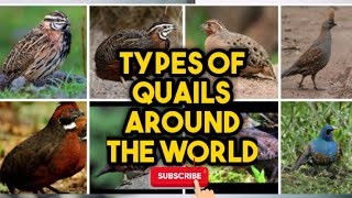 Types of Quails Around the World [upl. by Alvy]