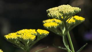 Phenology  Bagworms and Spidermites [upl. by Eiznil]