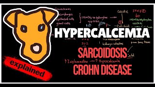 Mechanism of Hypercalcemia in Sarcoidosis Crohn disease Tuberculosis [upl. by Doxia]