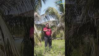 Benefits of Sowing Sanappu in Coconut Garden [upl. by Smitt]